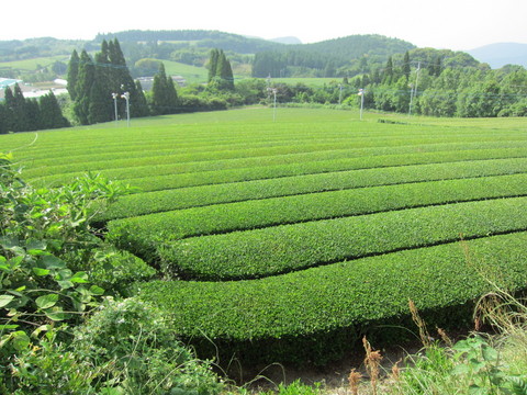 茶畑(段々）のサムネイル画像